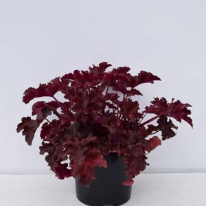 Heuchera 'Chocolate Ruffles'PBR ---